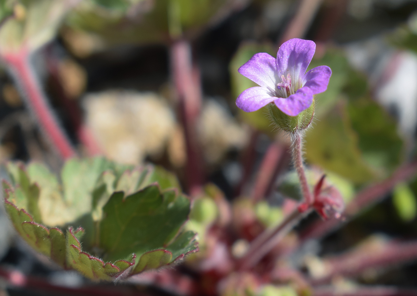 Image of Geranium rotundifolium specimen.