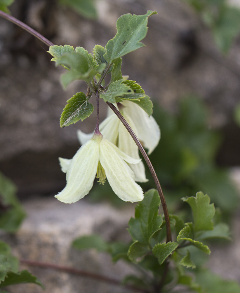 Image of Clematis cirrhosa specimen.