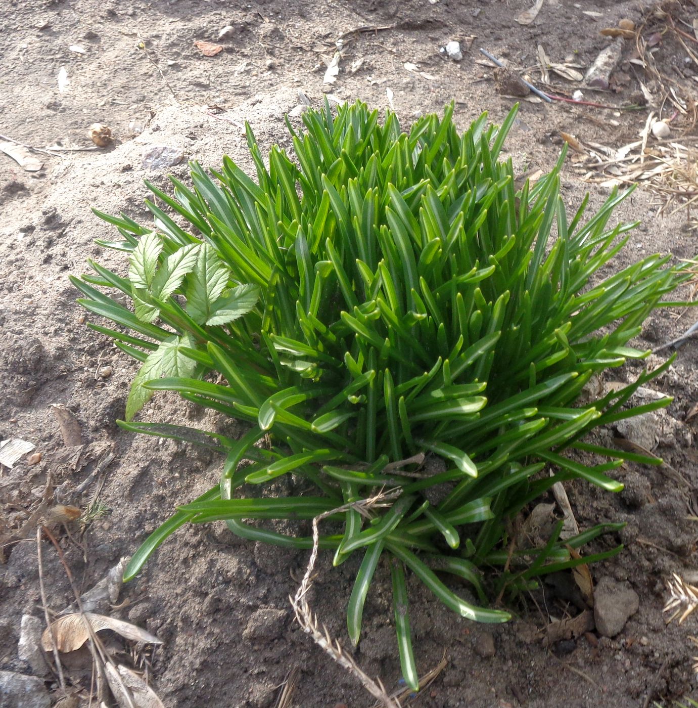 Image of genus Ornithogalum specimen.