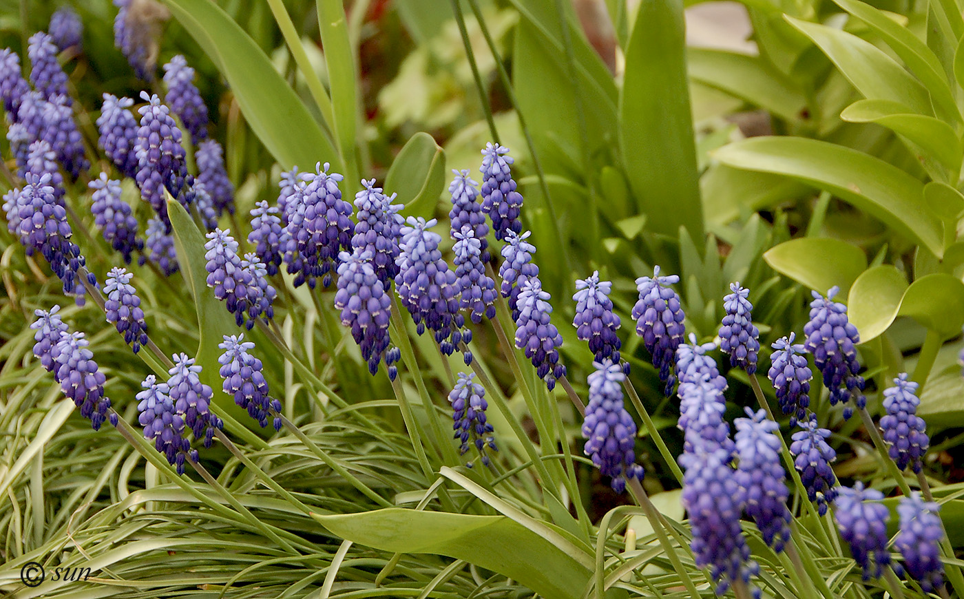 Изображение особи Muscari botryoides.