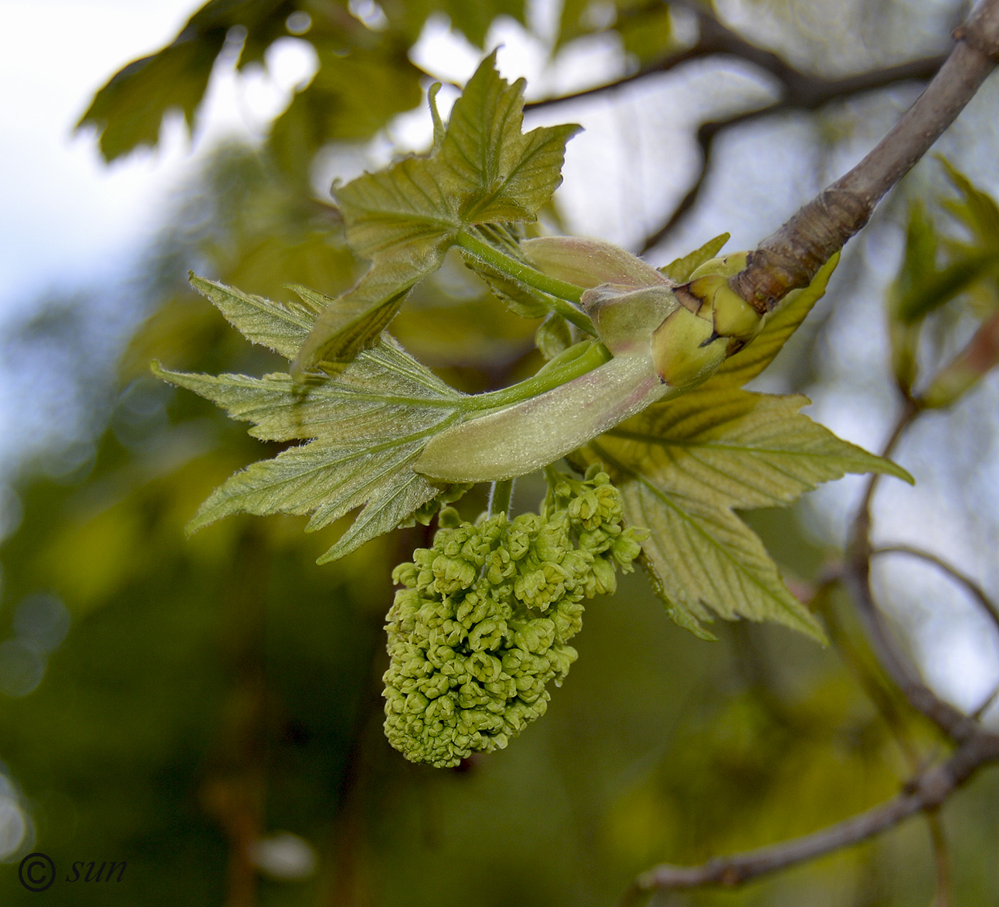 Image of Acer pseudoplatanus specimen.