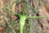 Tragopogon krascheninnikovii. Соцветие (вид со стороны корзинки). Узбекистан, Ташкентская обл., южный склон Чаткальского хребта, бассейн р. Ахангаран, Каттасай, выше пос. Янгиабад. 12.05.2019.