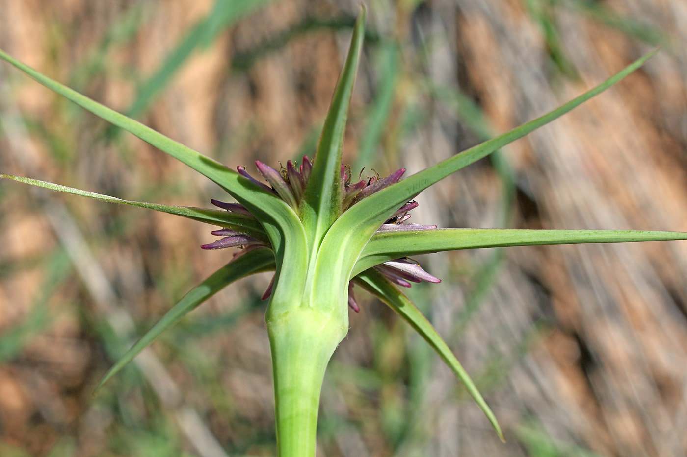 Image of Tragopogon porrifolius ssp. longirostris specimen.