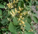 Lonicera xylosteum. Побеги с цветами на разных стадиях цветения. Тверская обл., г. Тверь, Пролетарский р-н, просп. Ленина, около многоэтажки. 18 мая 2019 г.