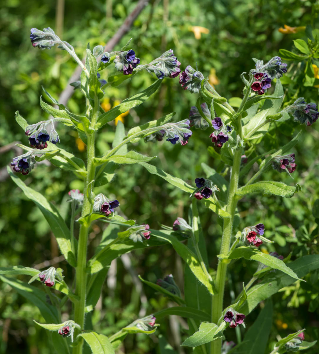 Изображение особи Cynoglossum officinale.