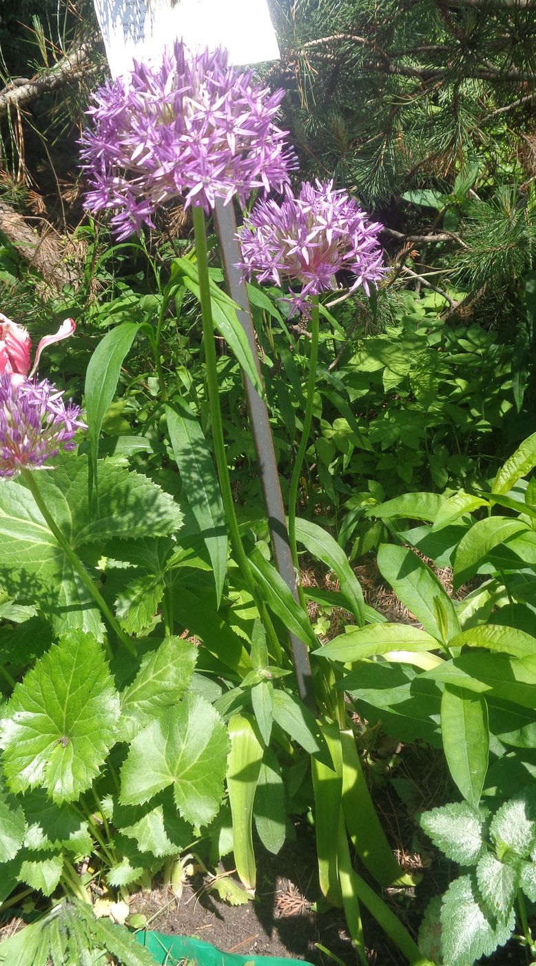 Image of genus Allium specimen.