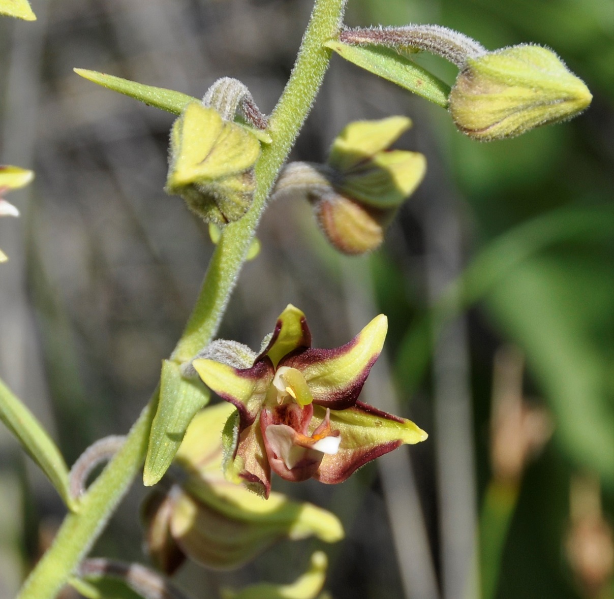 Image of Epipactis veratrifolia specimen.