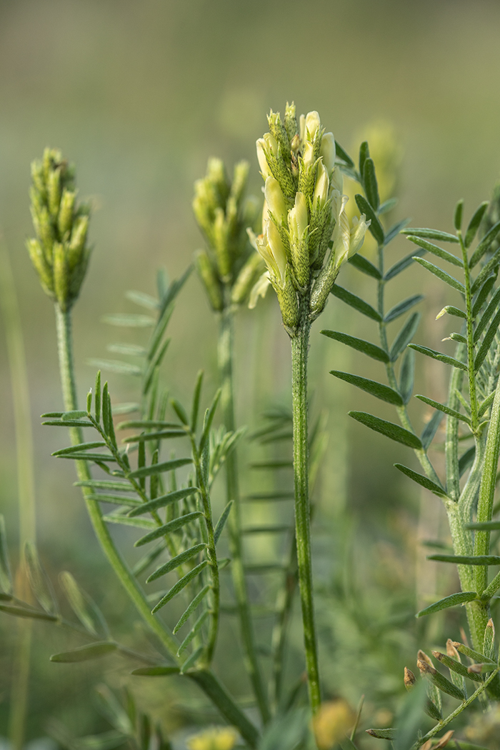 Изображение особи Astragalus asper.