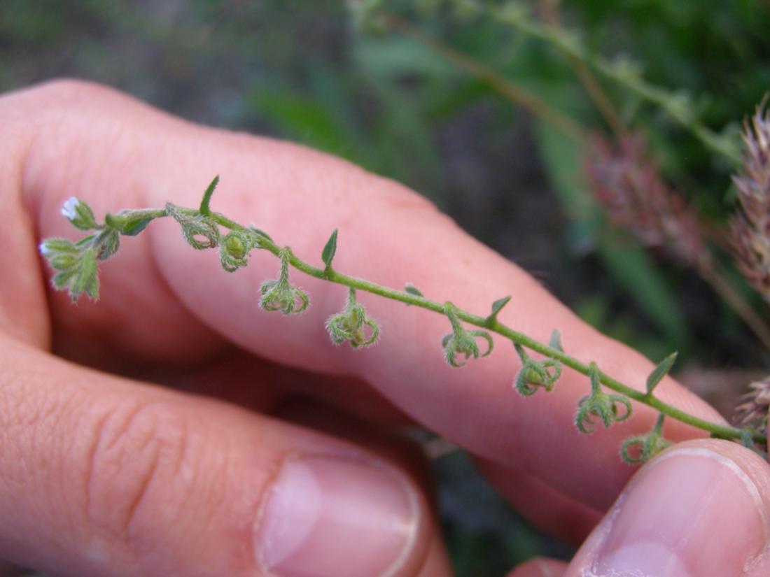 Image of Rochelia retorta specimen.