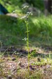 Conioselinum tataricum. Цветущее растение. Ленинградская обл., Выборгский р-н, р. Вуокса, о. Тёмный, луговина на опушке соснового леса. 09.06.2019.