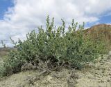 Chenopodium frutescens. Цветущее растение. Алтай, Кош-Агачский р-н, 5 км ЮВ с. Чаган-Узун, долина р. Тыдтуярык, горная полупустыня. 8 июля 2019 г.