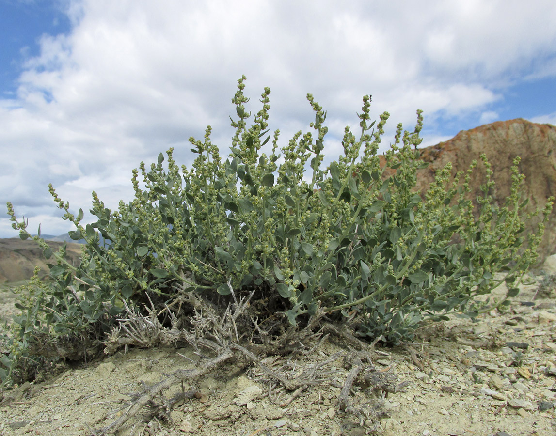 Image of Chenopodium frutescens specimen.
