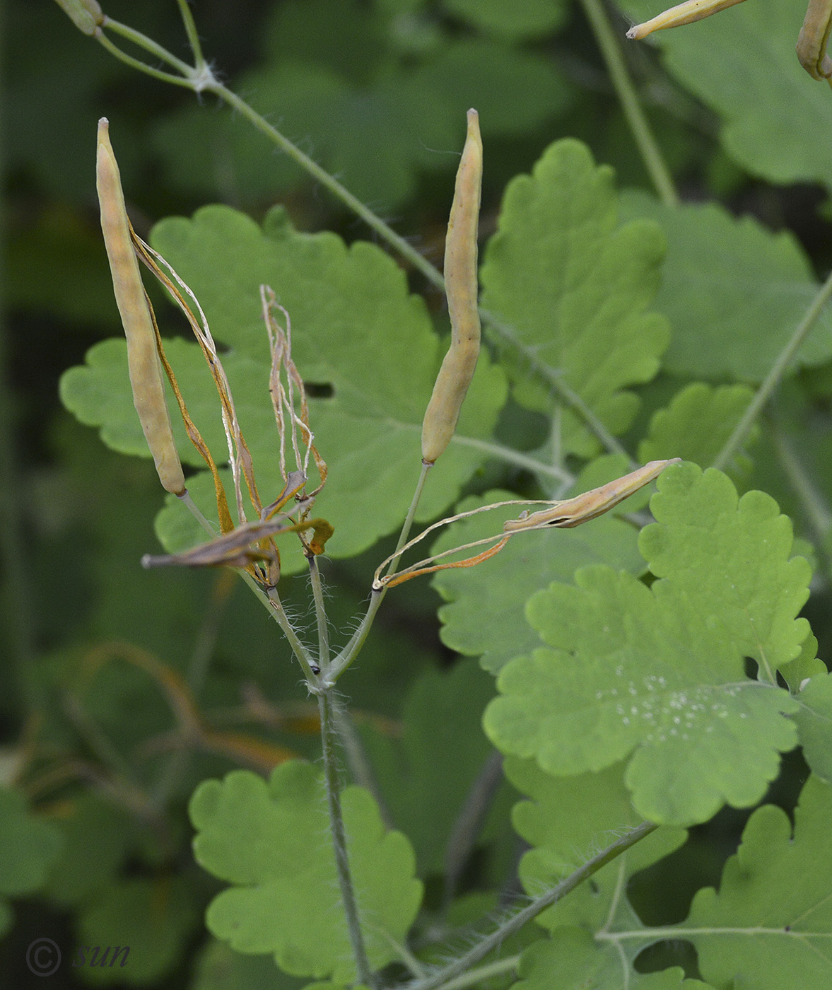 Image of Chelidonium majus specimen.