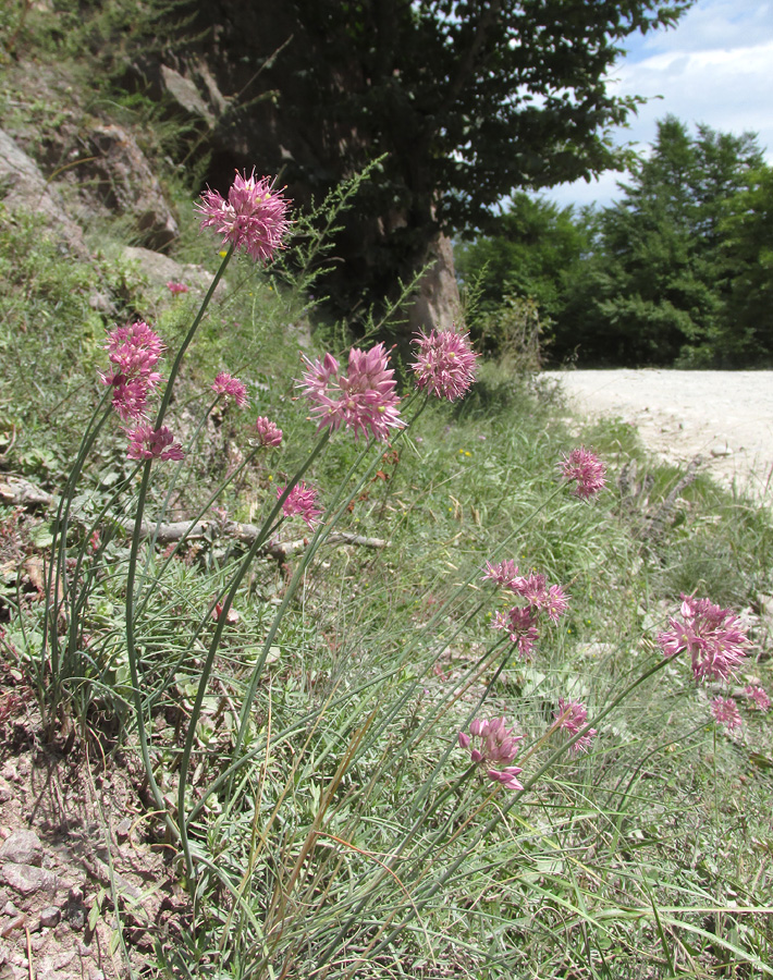 Image of Allium globosum specimen.