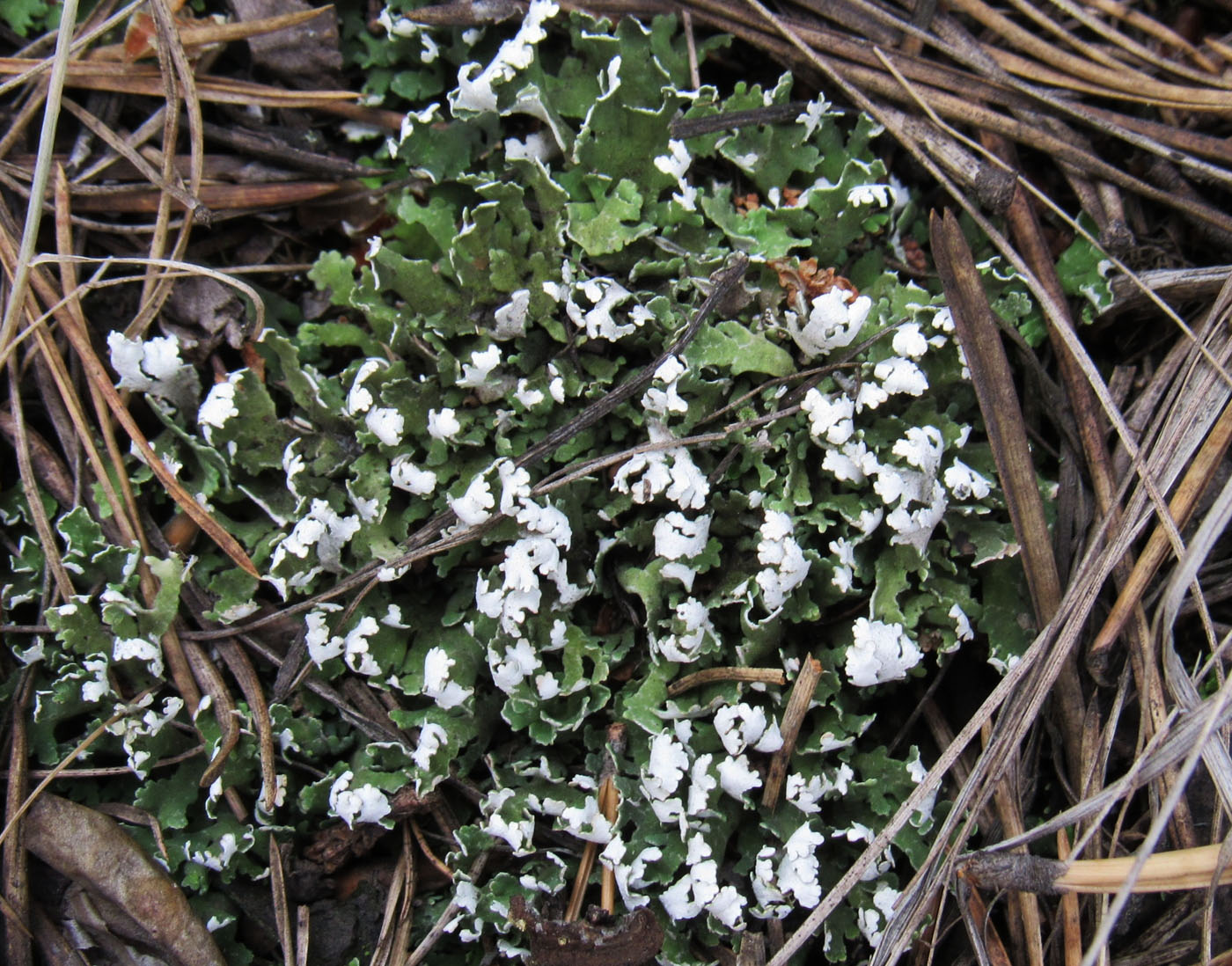 Image of Cladonia foliacea specimen.