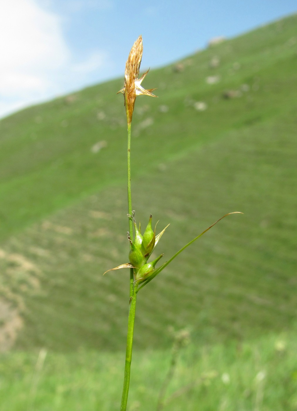 Изображение особи Carex michelii.