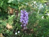 Dactylorhiza fuchsii. Соцветие с цветками и завязавшимися плодами. Московская обл., Садовое товарищество, садовый участок, клумба лесных дикорастущих растений под берёзами; в культуре из Нижегородской области (Арзамасский р-н). 27.06.2019.