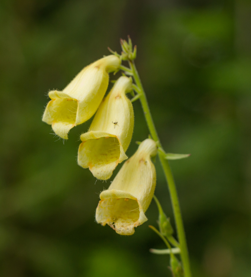 Image of Digitalis grandiflora specimen.