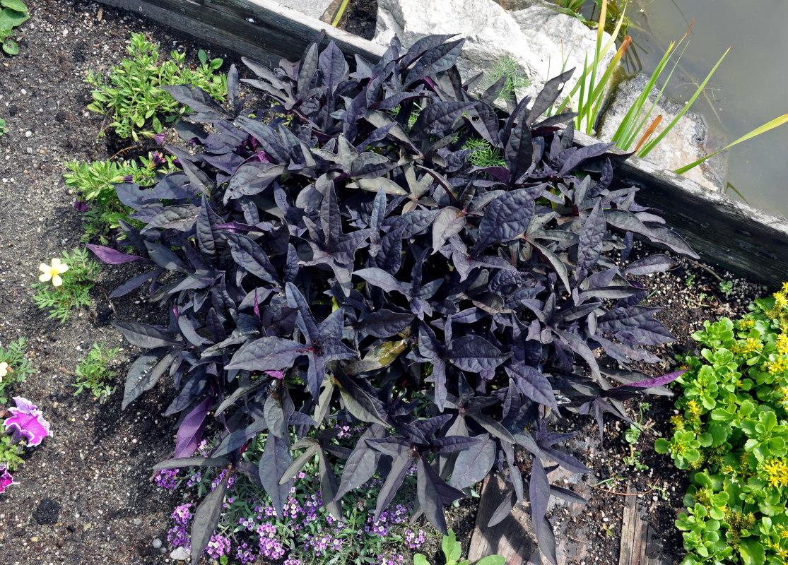 Image of Ipomoea batatas specimen.