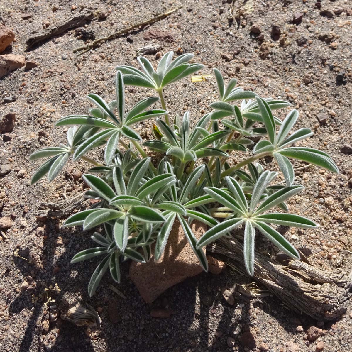 Изображение особи Lupinus oreophilus.