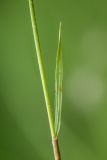 genus Poa