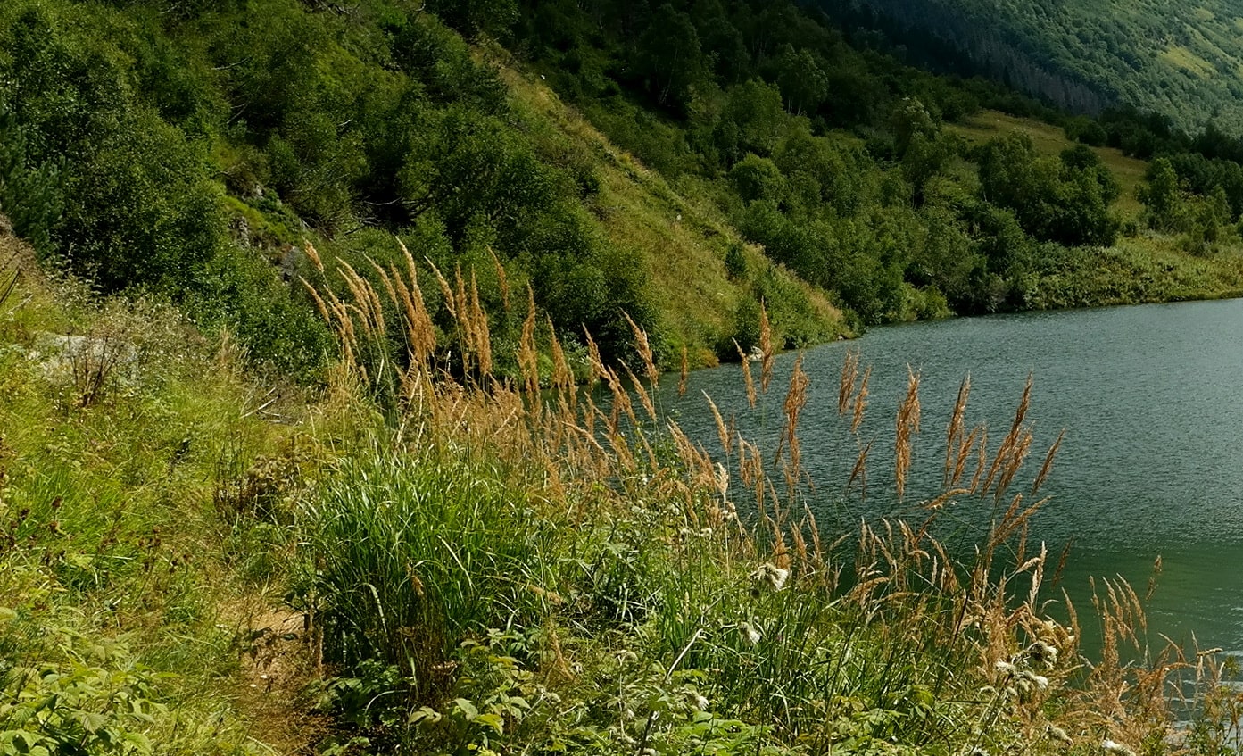 Изображение особи род Calamagrostis.