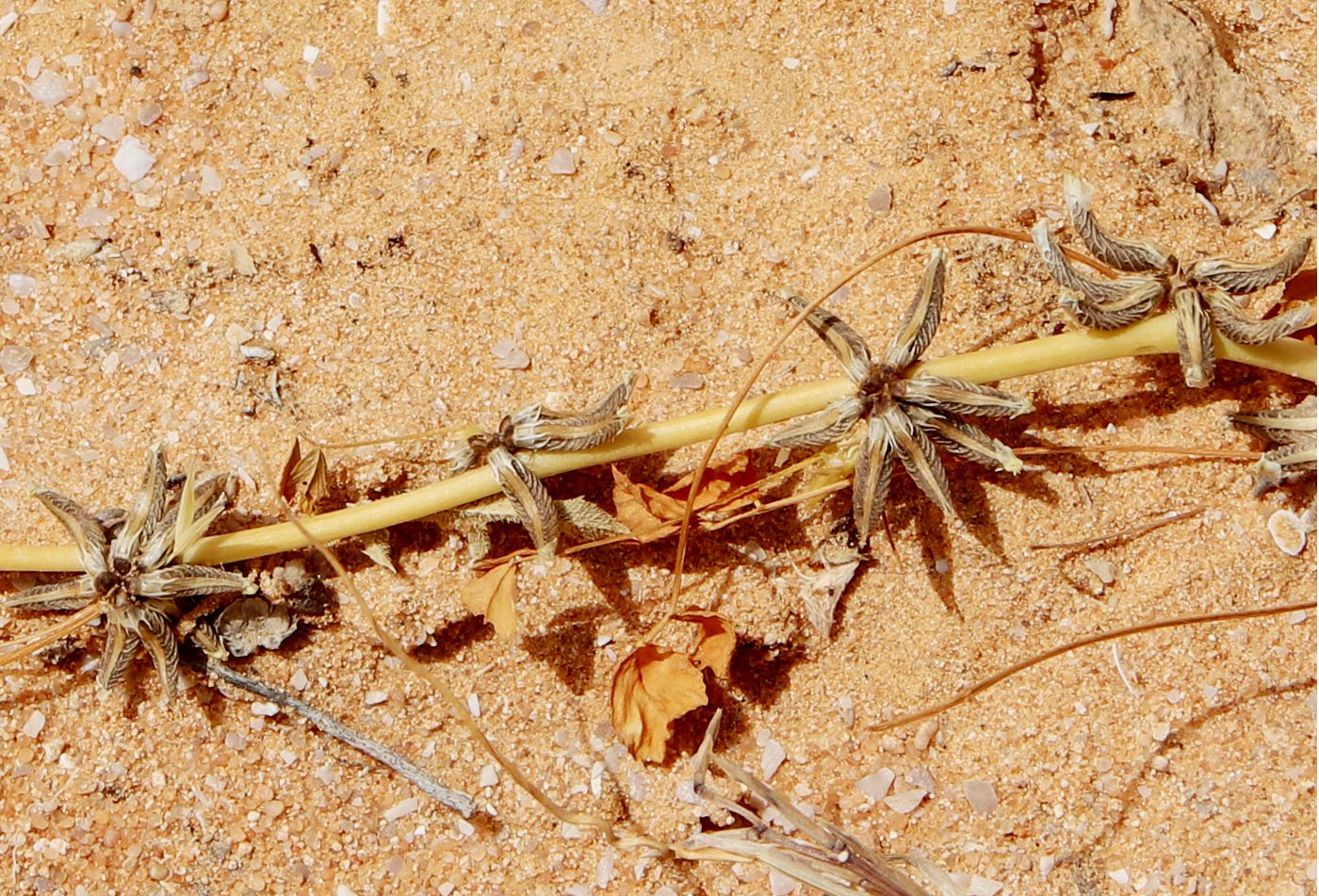 Image of Trigonella stellata specimen.