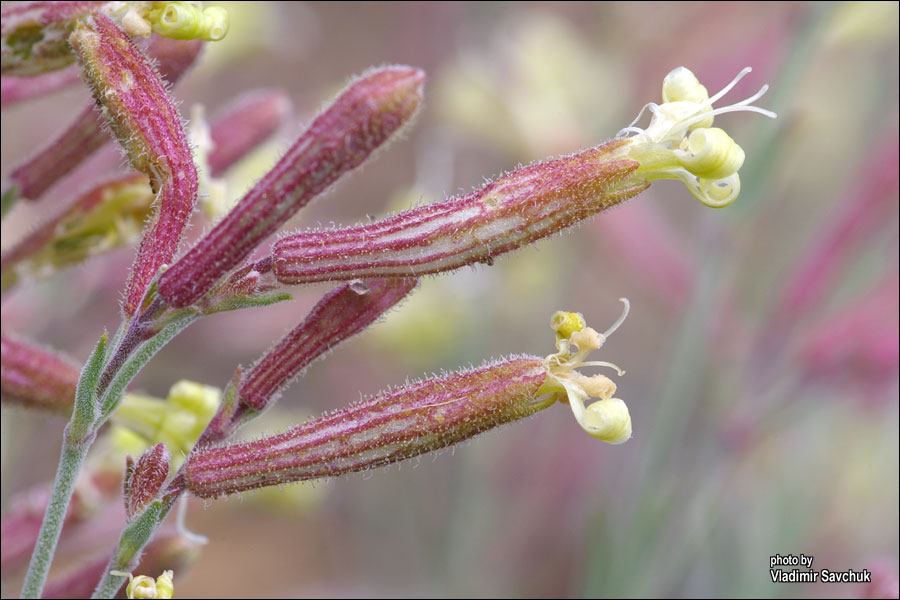 Изображение особи Silene syreistschikowii.