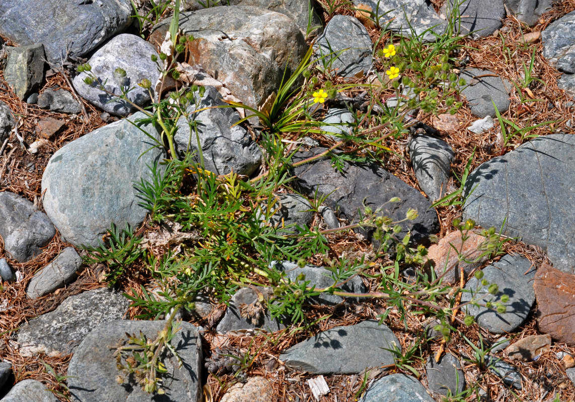 Image of Potentilla tergemina specimen.