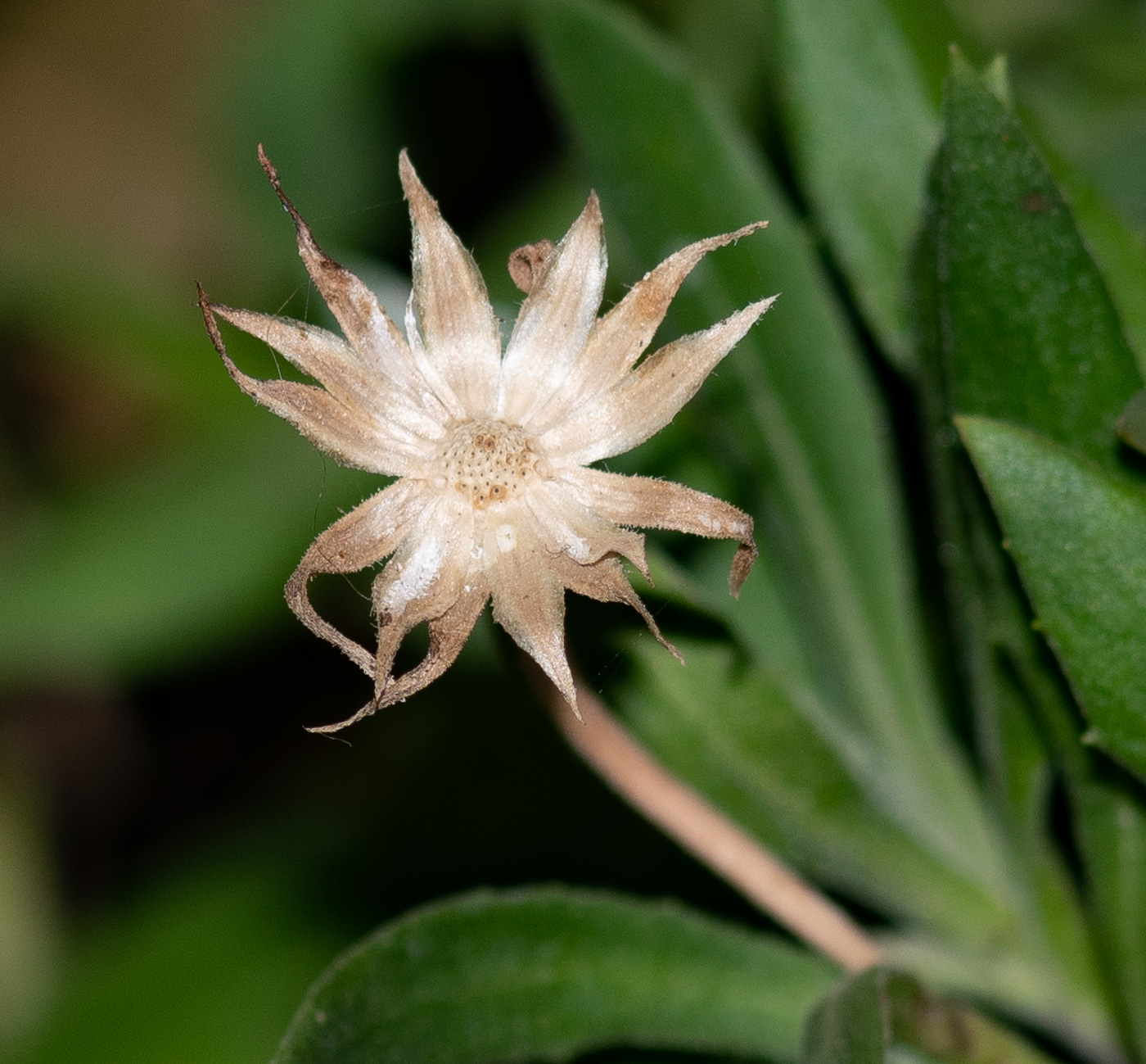 Изображение особи Dimorphotheca ecklonis.