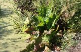Rumex confertus