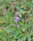 Gentianella caucasea. Цветущее растение. Грузия, Душетский муниципалитет, окр. села Рошка, луг, 02.08.2018.
