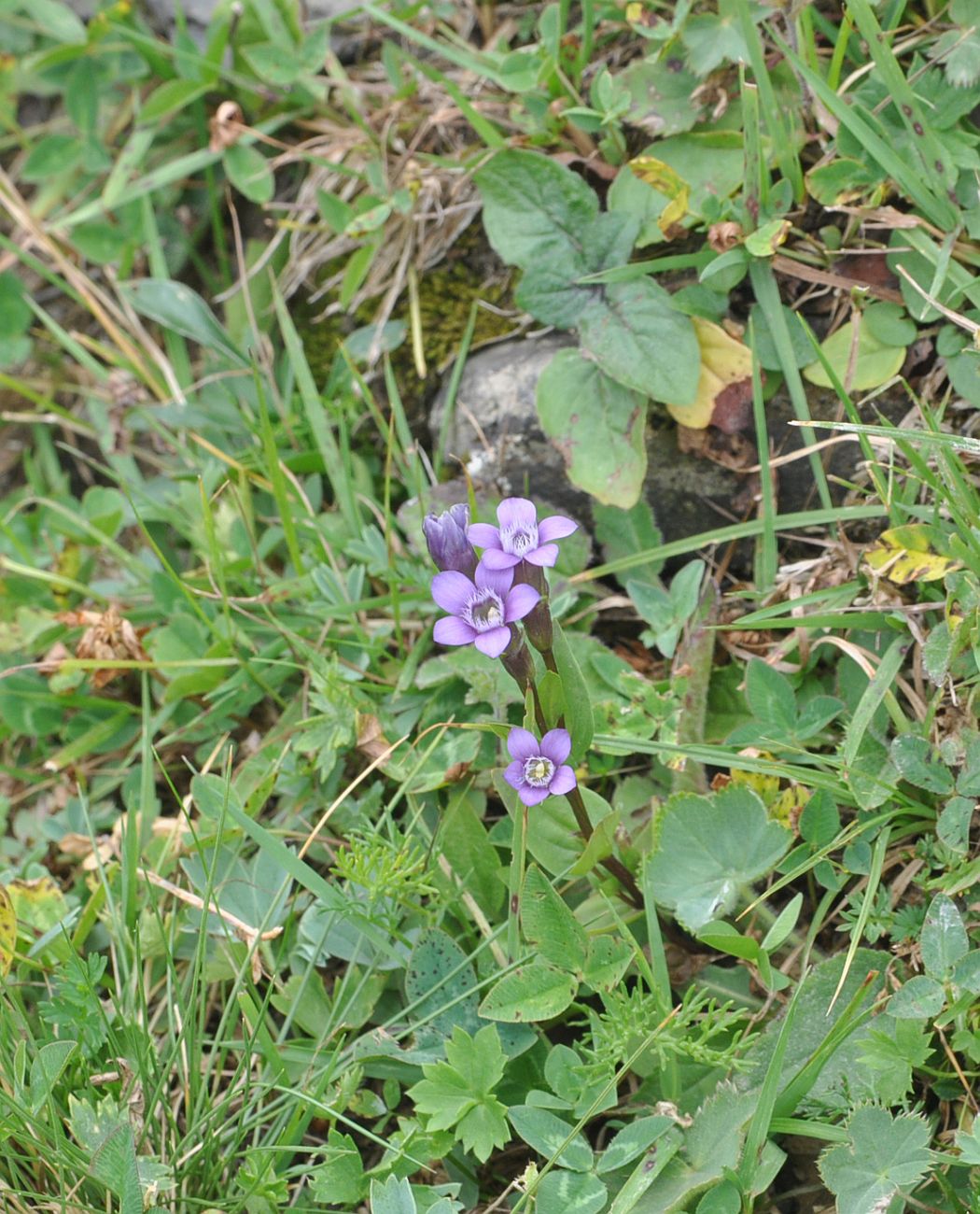 Image of Gentianella caucasea specimen.