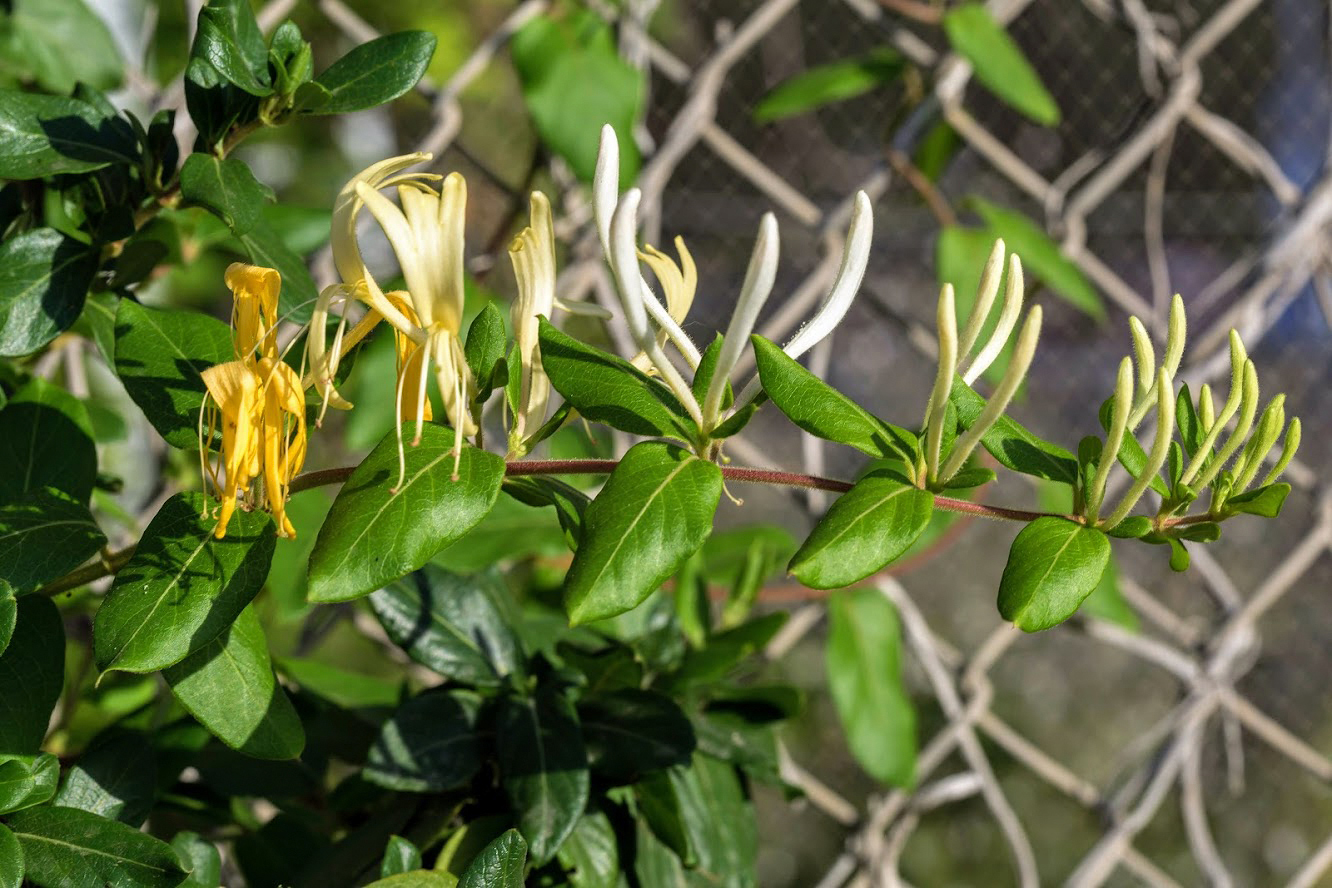 Image of Lonicera japonica specimen.