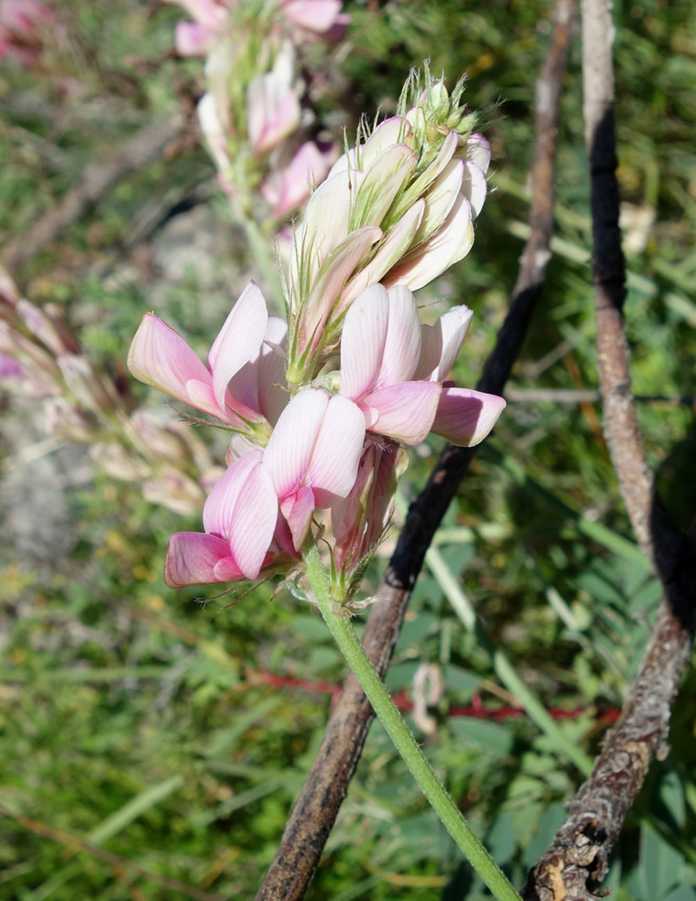 Изображение особи Hedysarum songoricum.