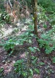 Rumex thyrsiflorus. Цветущее растение в искусственном сосновом лесу на песке. Украина, Черкасская обл., Каневский р-н, Региональный ландшафтный парк \"Трахтемиров\". 3 июля 2010 г.