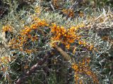 Hippophae rhamnoides. Ветки с плодами. Кыргызстан, Иссык-Кульская обл., восточная окр. г. Чолпон-Ата, побережье озера. 12.09.2015.