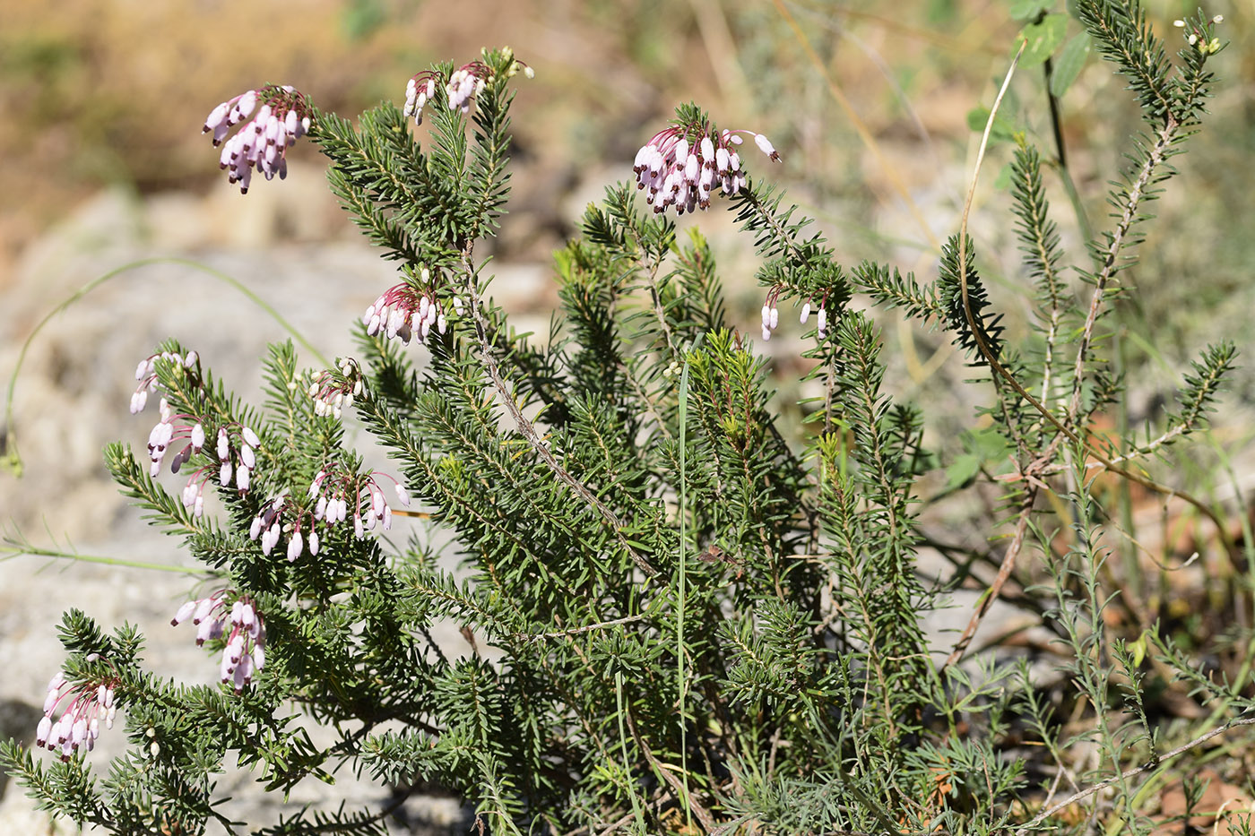 Изображение особи Erica multiflora.