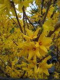 Forsythia &times; intermedia