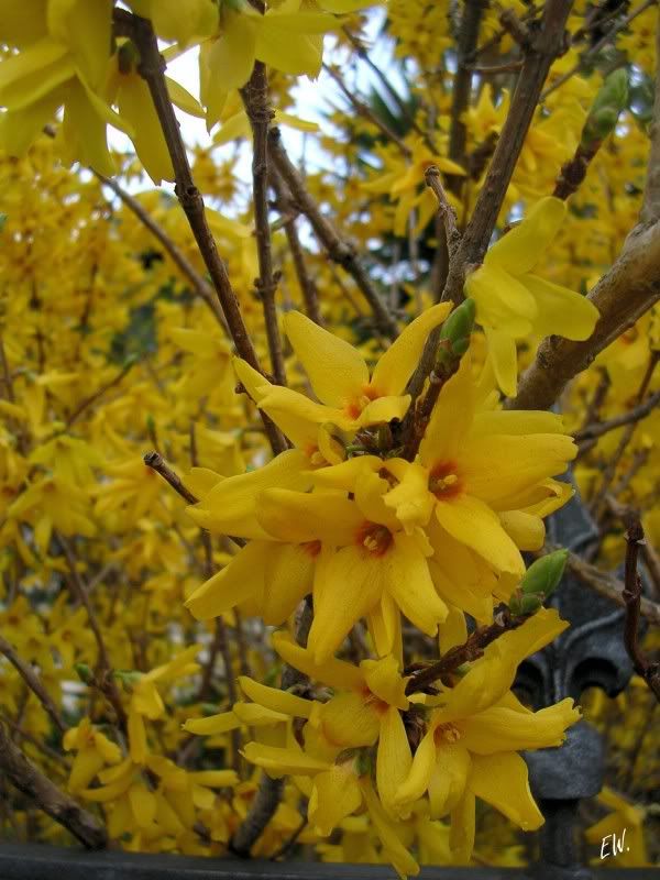 Image of Forsythia &times; intermedia specimen.
