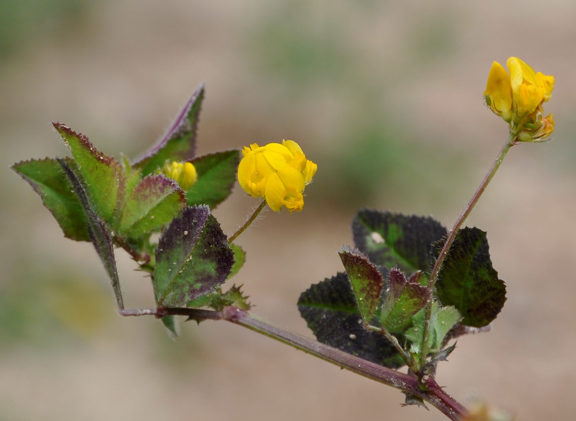 Изображение особи род Medicago.