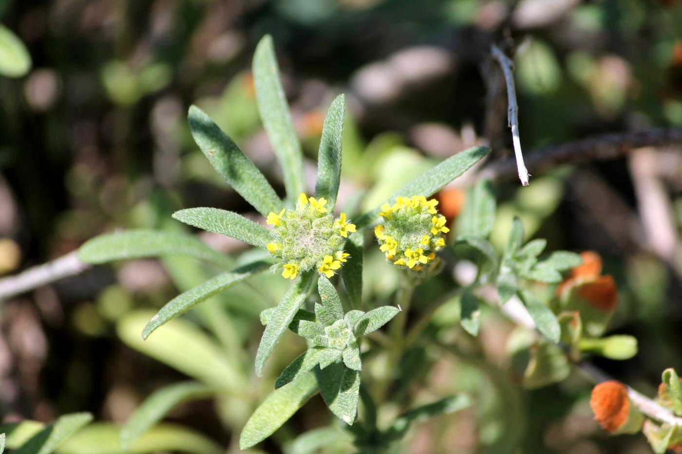 Image of Alyssum turkestanicum var. desertorum specimen.