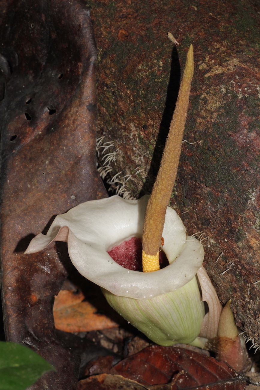 Изображение особи Amorphophallus barthlottii.