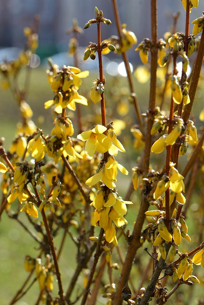 Изображение особи Forsythia &times; intermedia.