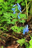 Corydalis turtschaninovii. Цветущее растение. Приморский край, окр. г. Владивосток, долинный ясеневый лес. 19.05.2020.