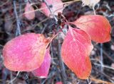 Berberis sphaerocarpa