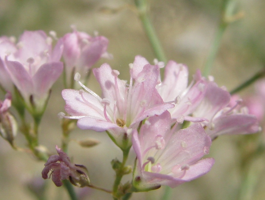 Изображение особи Gypsophila rupestris.