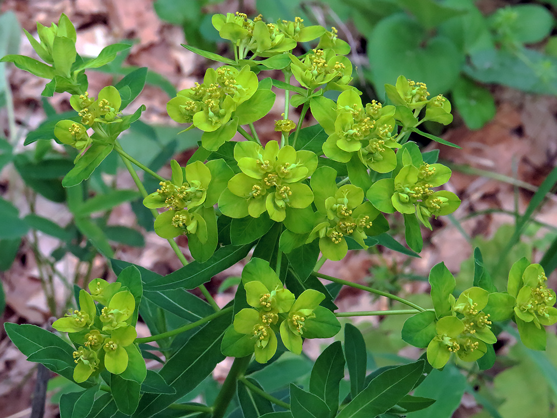 Изображение особи Euphorbia semivillosa.