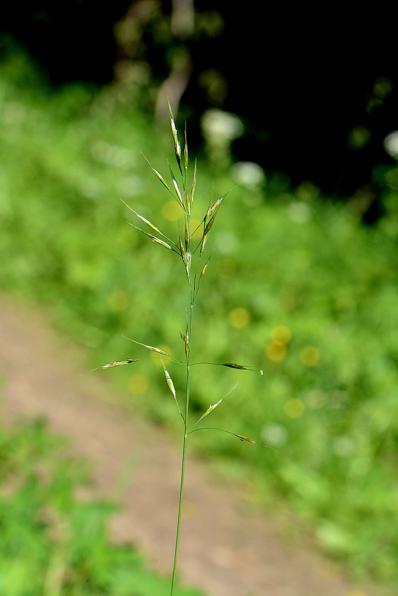 Image of Trisetum flavescens specimen.