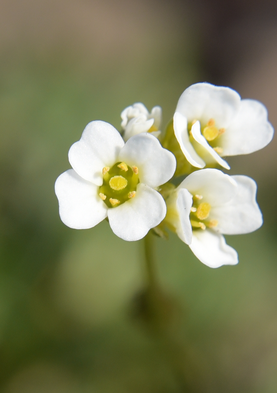 Image of Draba hirta specimen.